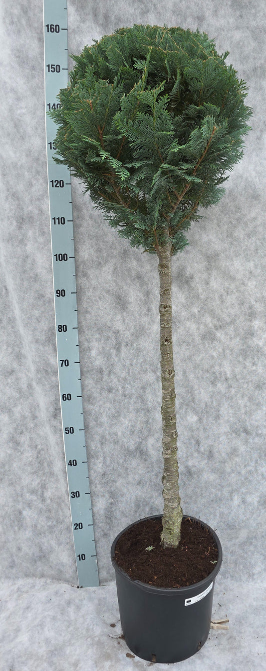 Chamaecyparis lawsoniana Columnaris 160cm 31cm Pot