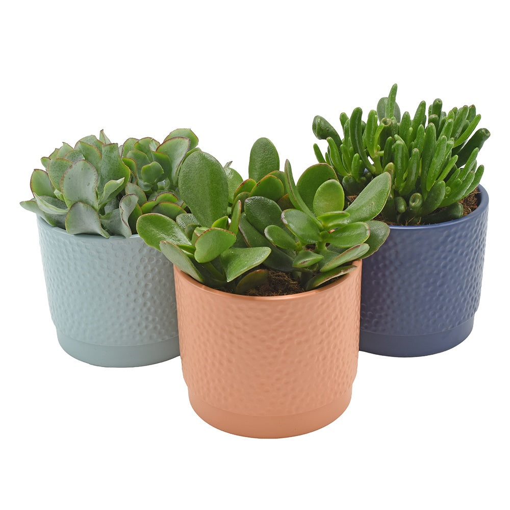 Crassula mix 13cm 12cm Pot