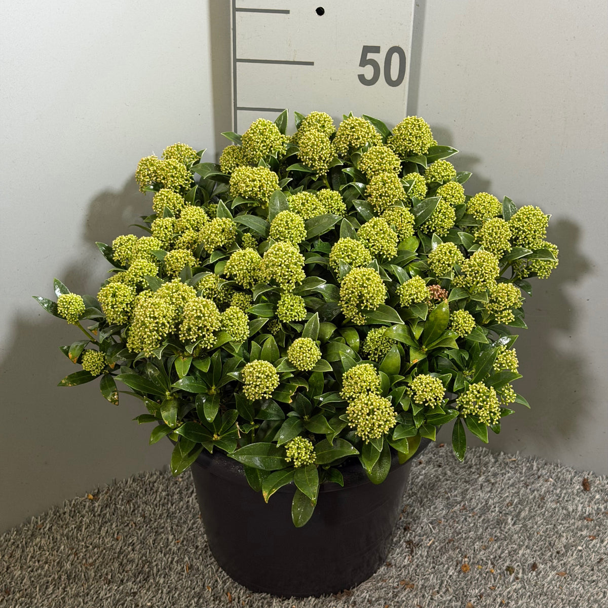 Skimmia japonica White Dwarf 45cm 31cm Pot