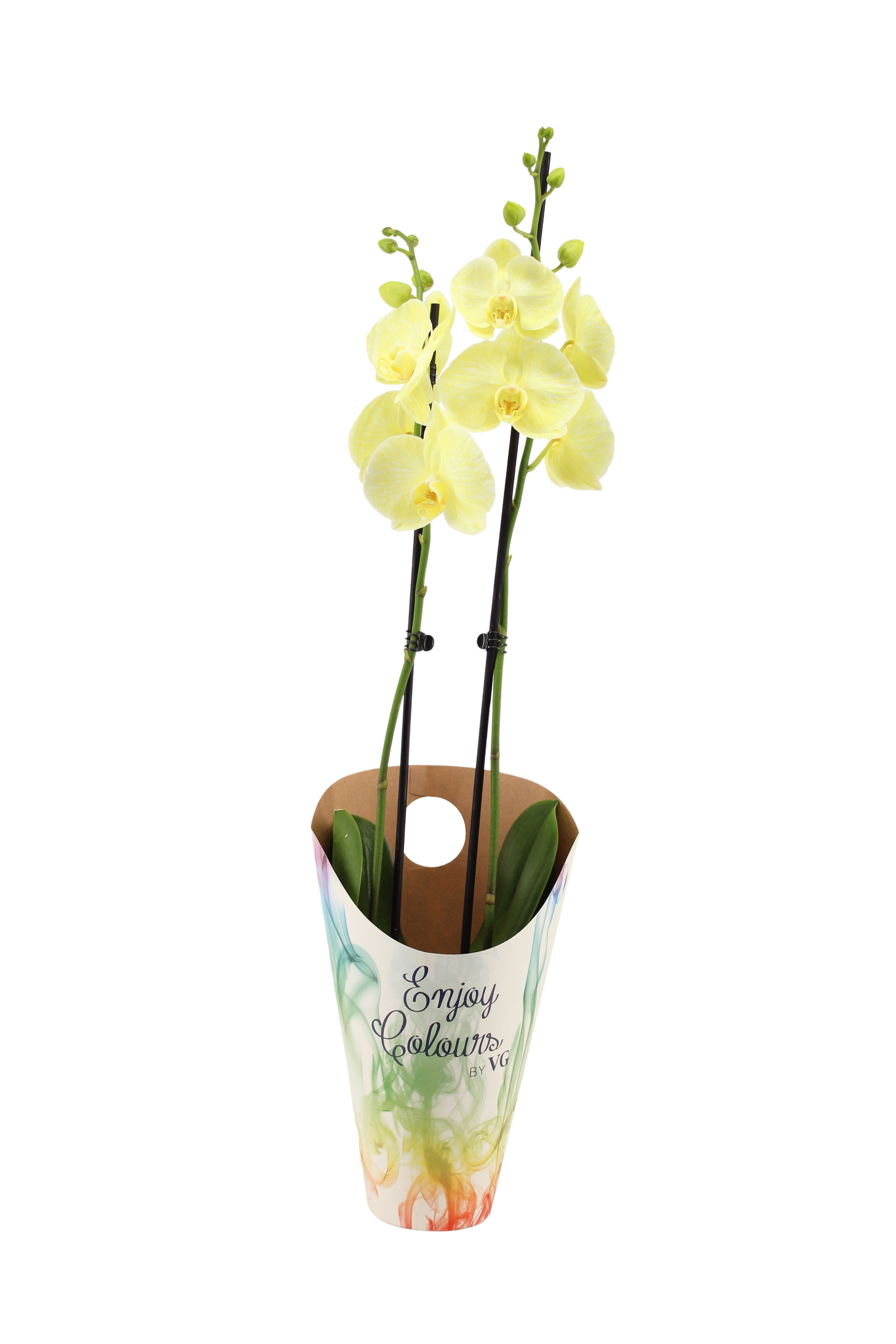 Phalaenopsis Royal yellow 55cm 12cm Pot