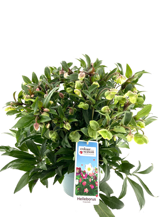 Helleborus Winterbells 50cm 23cm Pot