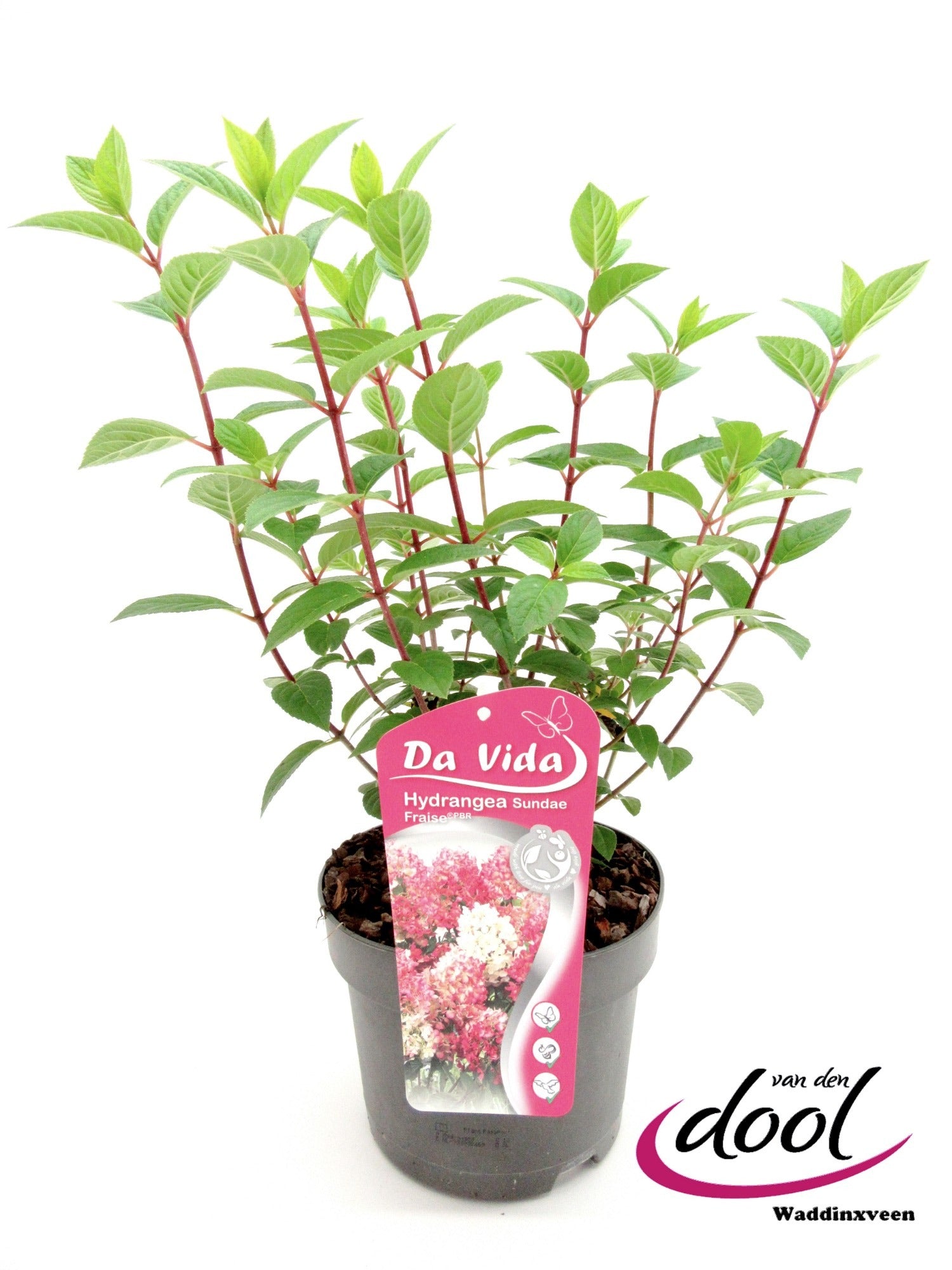 Hydrangea pan. Sundae Fraise 40cm 19cm Pot