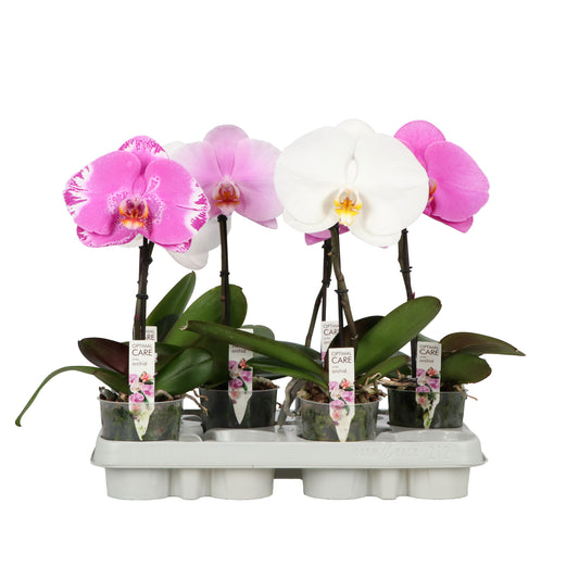 Phalaenopsis mix 35cm 9cm Pot