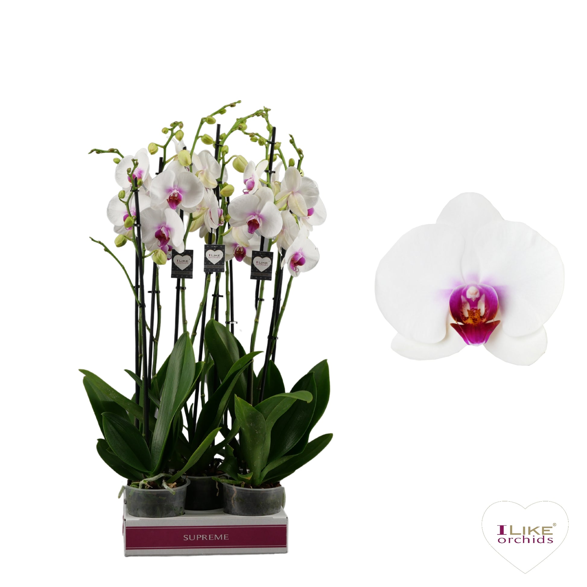 Phalaenopsis Red Lips 55cm 12cm Pot