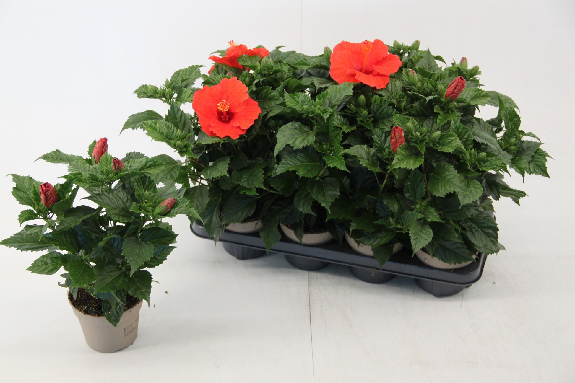 Jansen Hibiscus Hibiscus rosa-sinesis Bordeaux Pack of 8