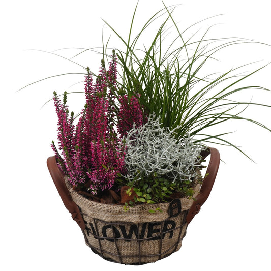 Outdoor arrangement 34cm 20cm Pot
