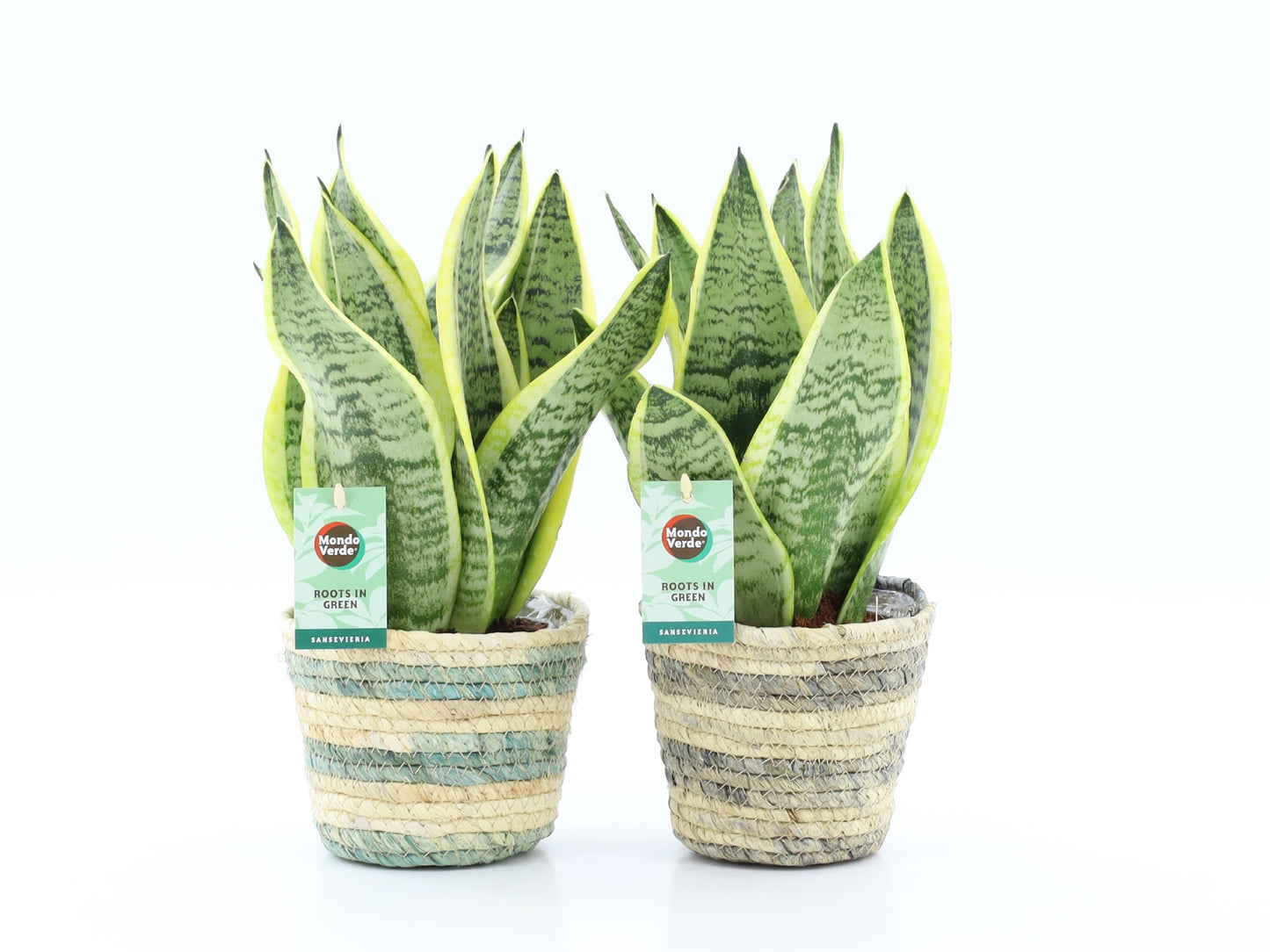 Sansevieria Futura Superba 35cm 14cm Pot