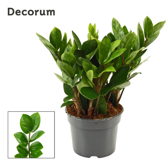 Zamioculcas Lima 20cm 9cm Pot