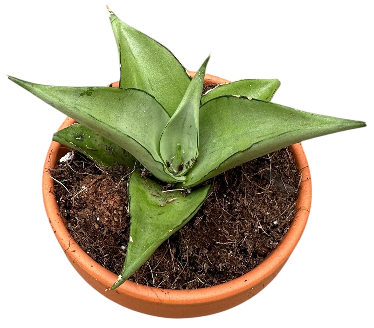 Sansevieria 15cm 8cm Pot