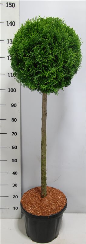 Thuja occidentalis Smaragd 150cm 38cm Pot