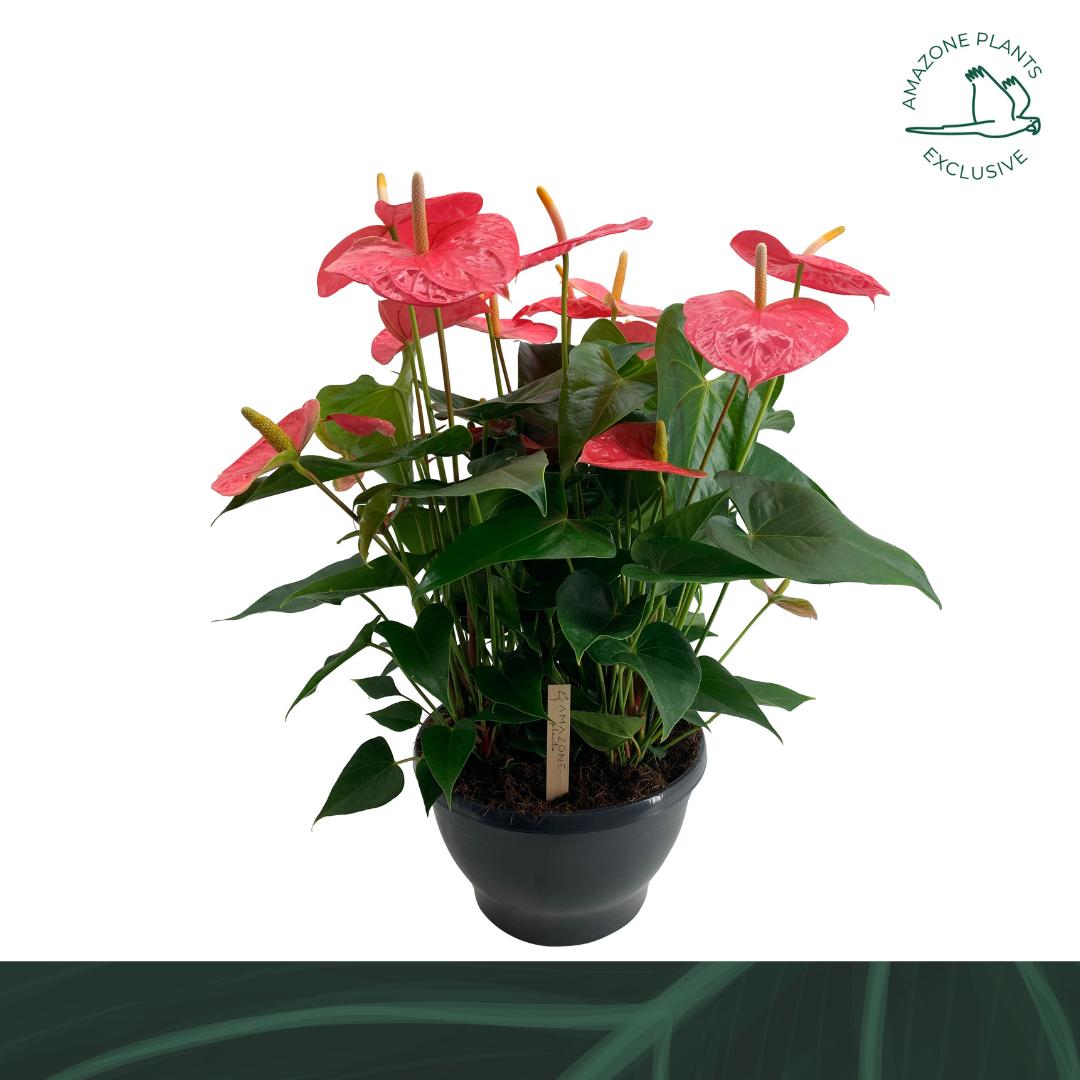 Anthurium Colorado 70cm 30cm Pot