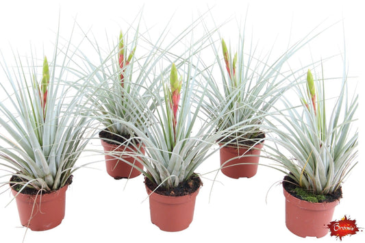 Tillandsia Creative red 35cm 9cm Pot