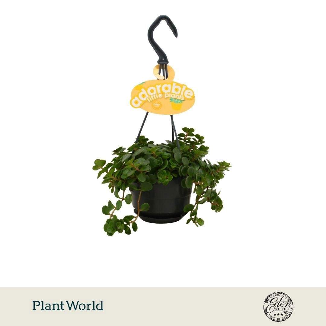 Plantworld Smit Kwekerij Sedum Tornado Pack of 5