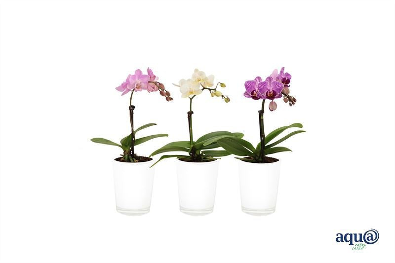 Phalaenopsis hybrid 17cm 6cm Pot