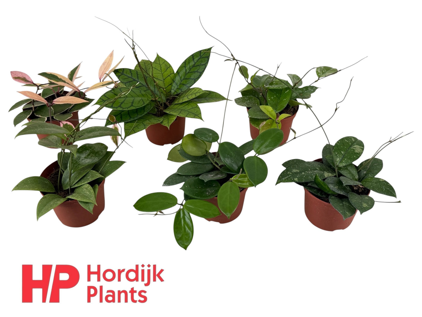 Hordijk Plants Hoya australis Pack of 6