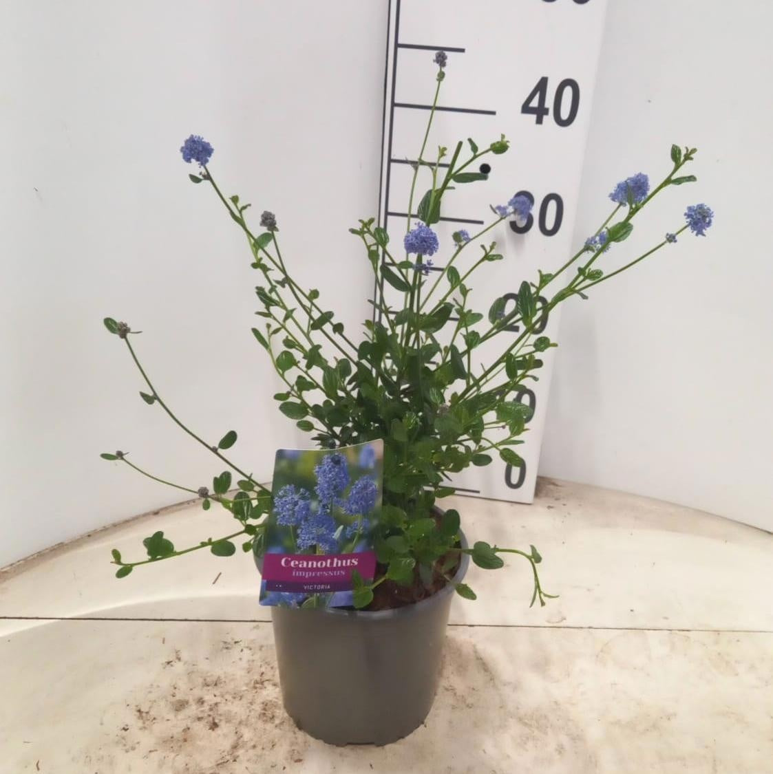 Ceanothus Victoria 30cm 17cm Pot