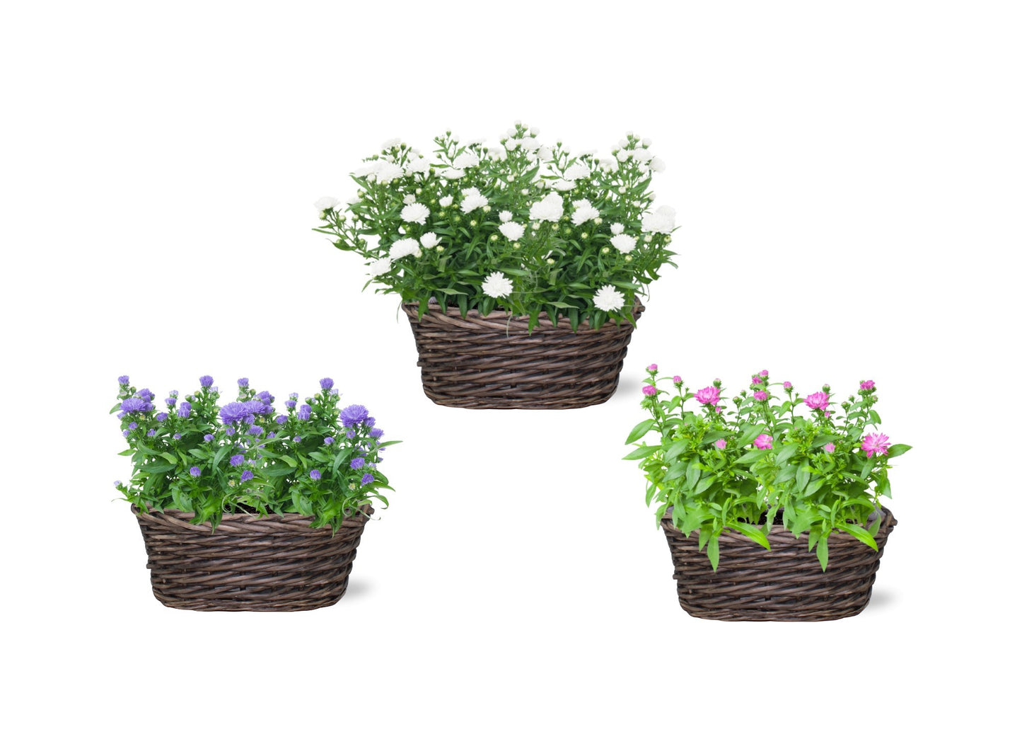 Aster Alpha Pink 35cm 25cm Pot