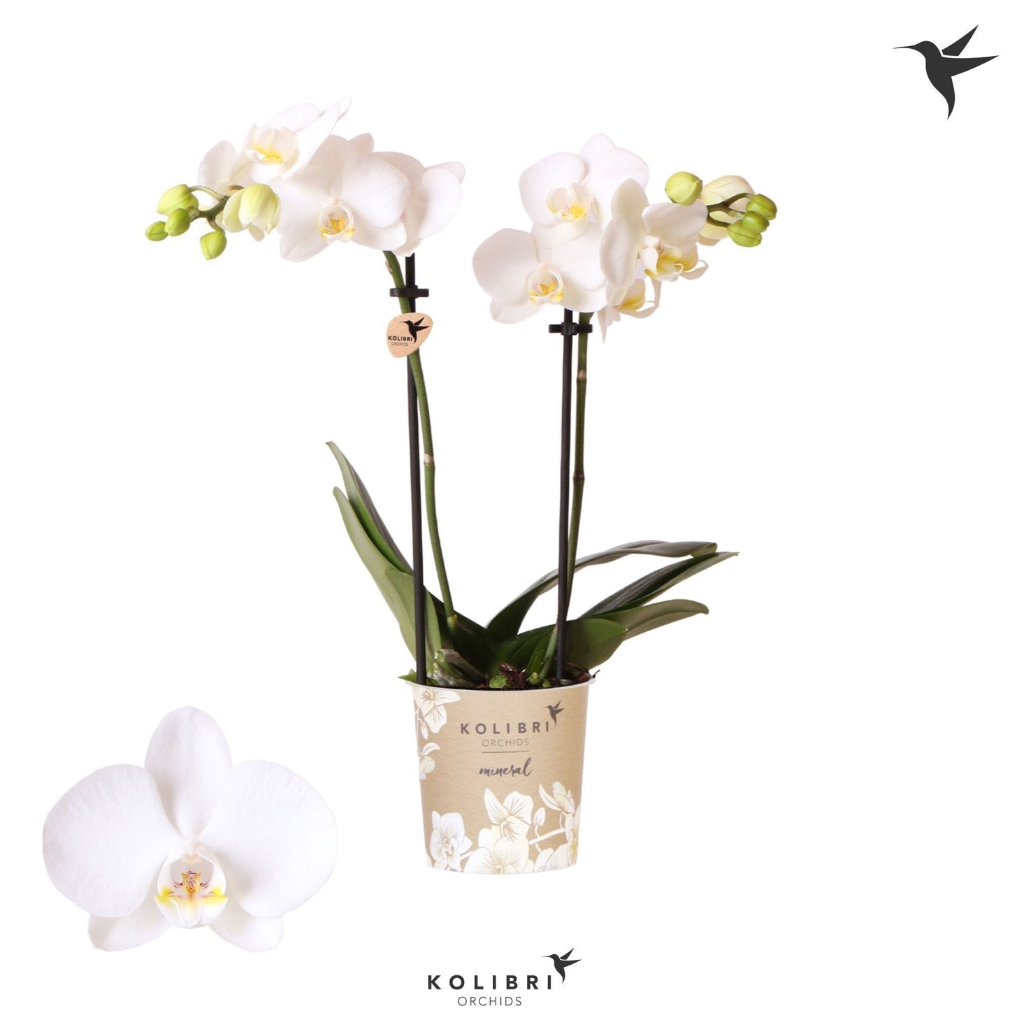 Phalaenopsis mf. Silly Tommy 40cm 9cm Pot