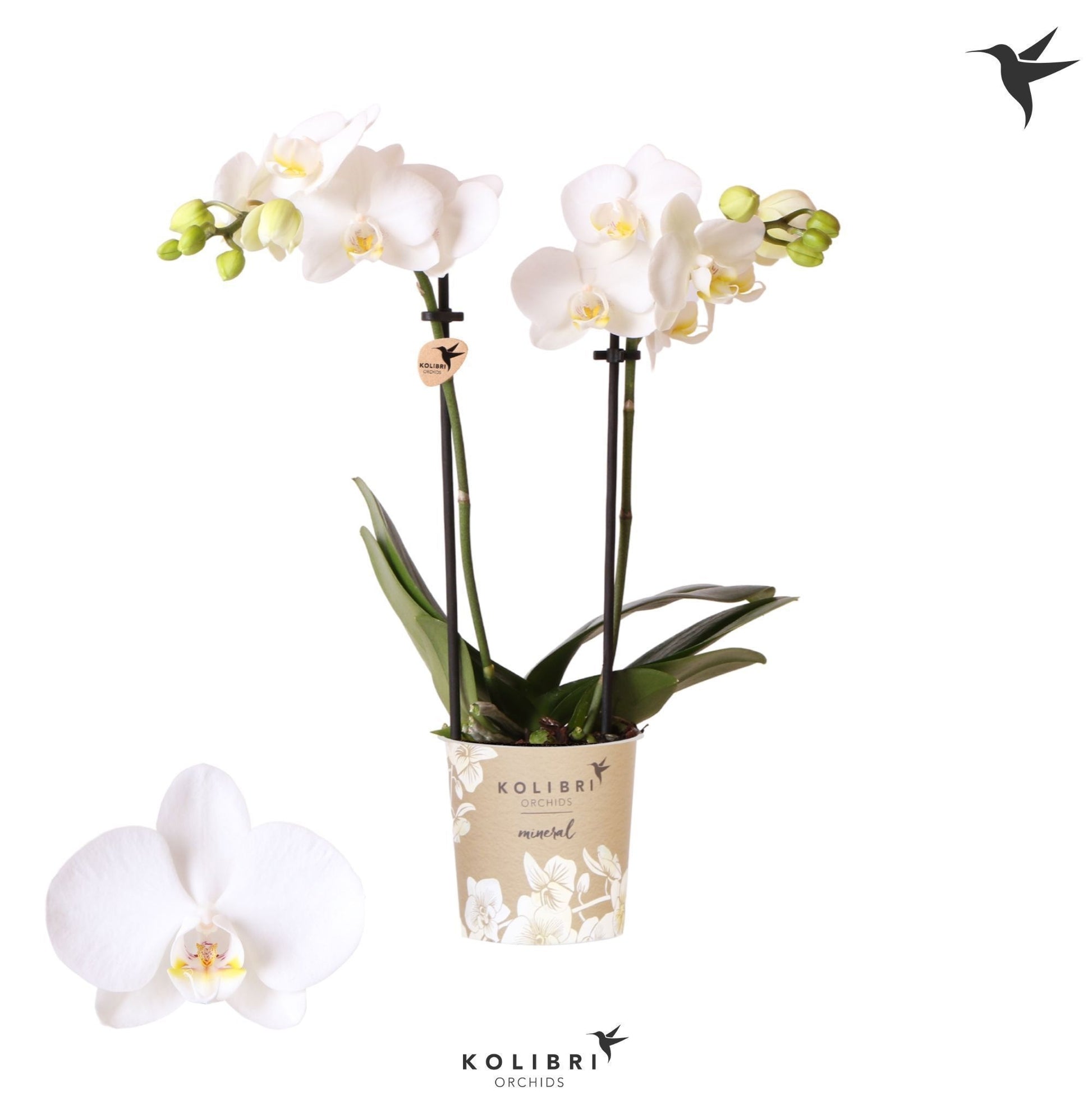 Phalaenopsis mf. Silly Tommy 40cm 9cm Pot