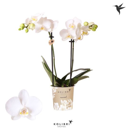 Phalaenopsis mf. Silly Tommy 40cm 9cm Pot
