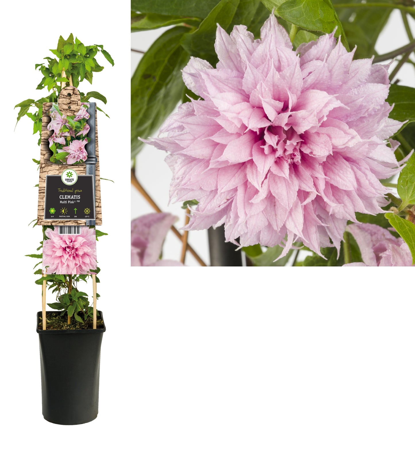 Clematis Multi Pink 75cm 17cm Pot