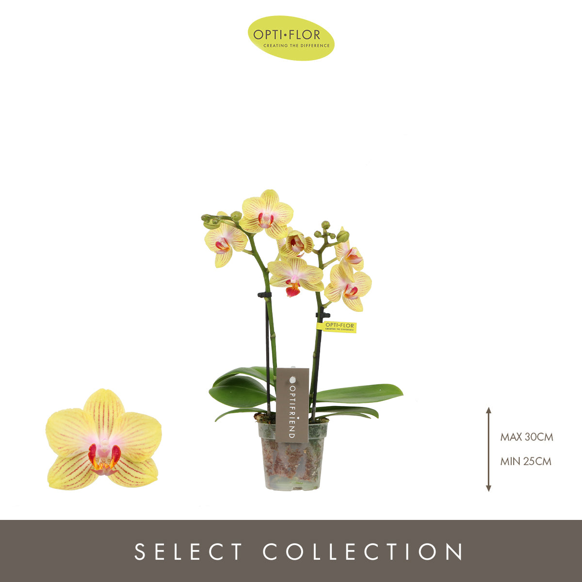 Phalaenopsis mf. Stella 25cm 7cm Pot