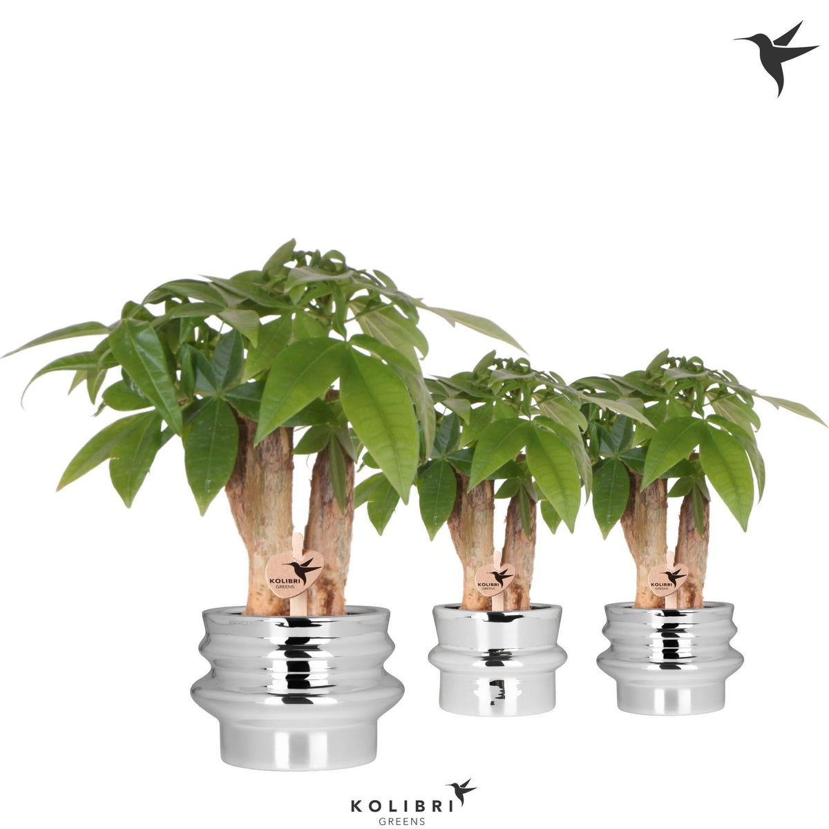 Pachira aquatica 20cm 6cm Pot