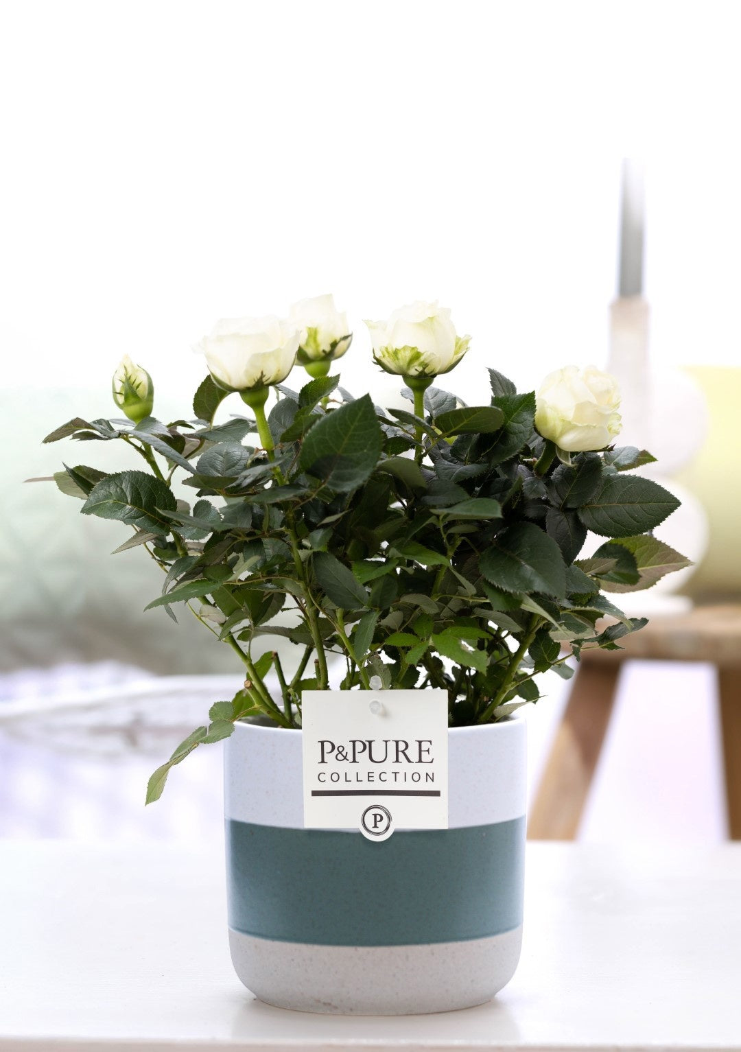 Pure Collection Rosa Beau Monde white Pack of 5