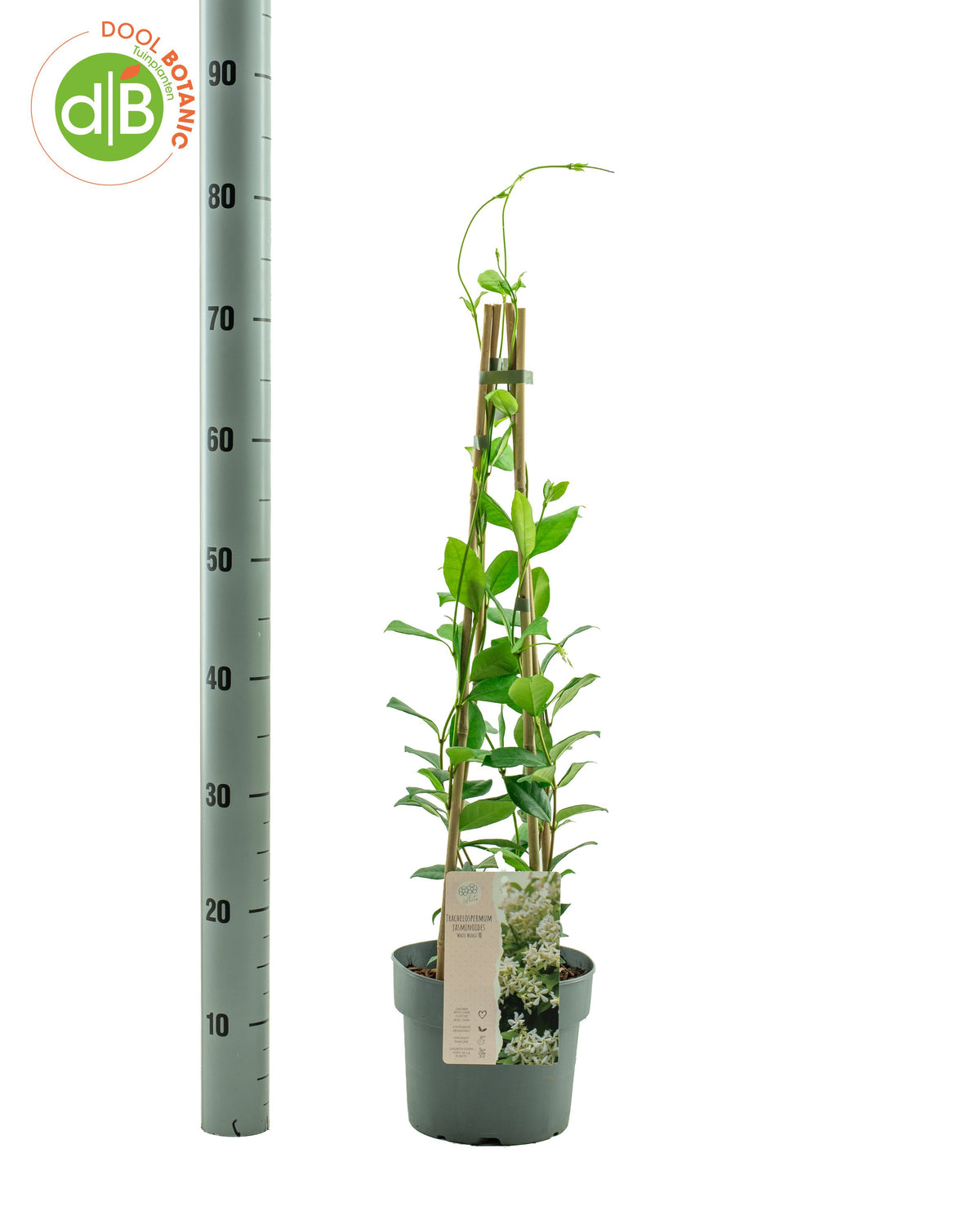 Trachelospermum White Wings 70cm 19cm Pot