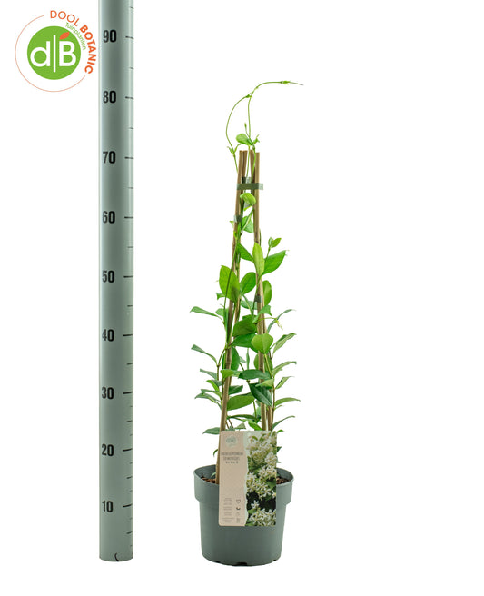 Trachelospermum White Wings 70cm 19cm Pot
