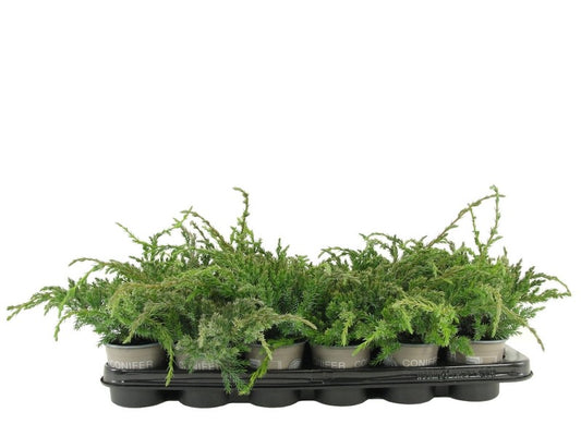 Juniperus Blue Carpet 15cm 9cm Pot
