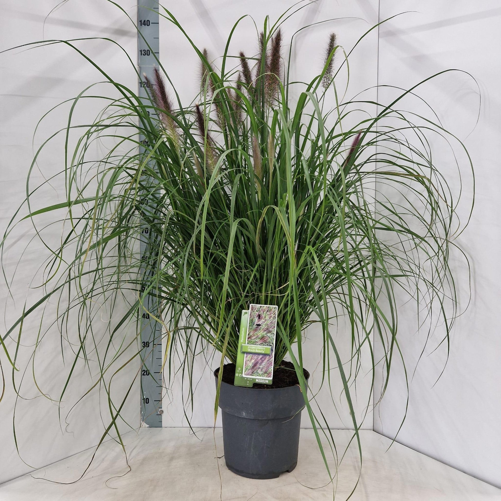 Pennisetum alopecuroides 140cm 29cm Pot