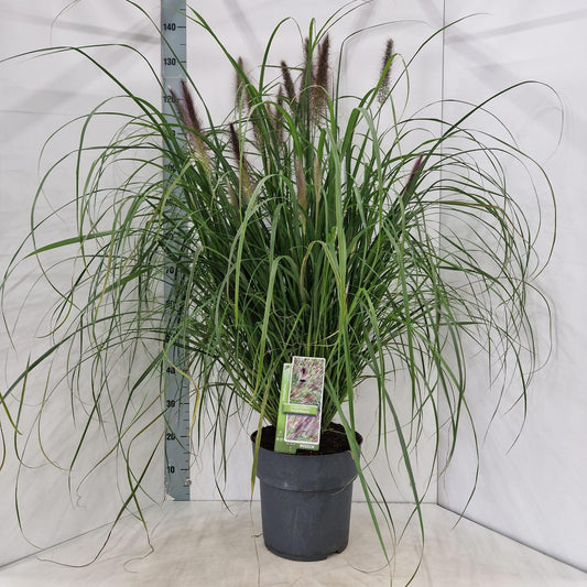 Pennisetum alopecuroides 140cm 29cm Pot