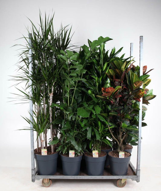 Dracaena mix 150cm 31cm Pot