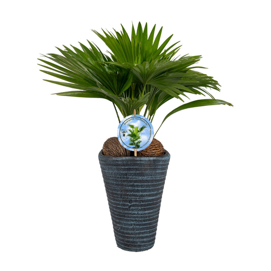 Livistona rotundifolia 45cm 16cm Pot