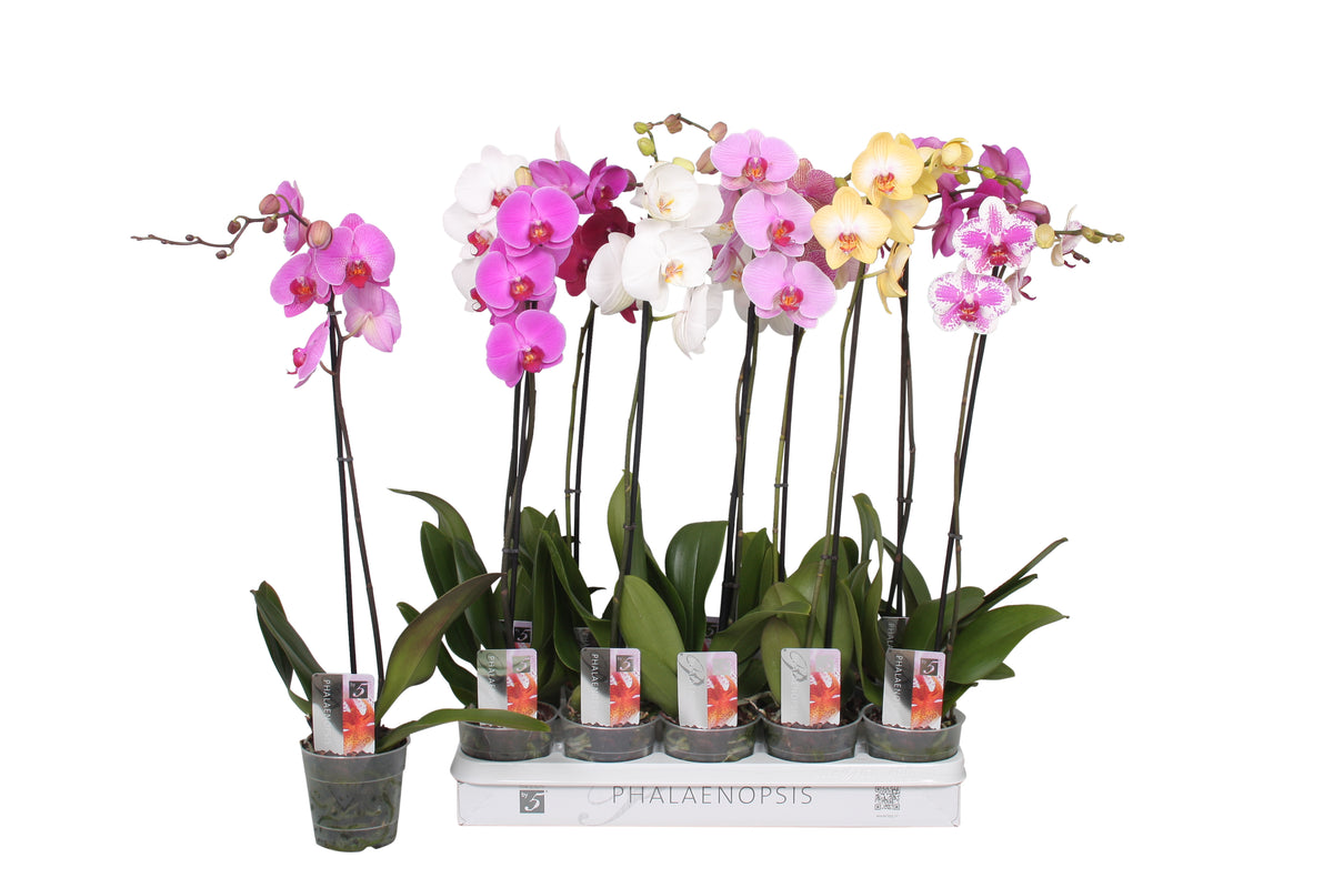 Phalaenopsis mix 70cm 12cm Pot