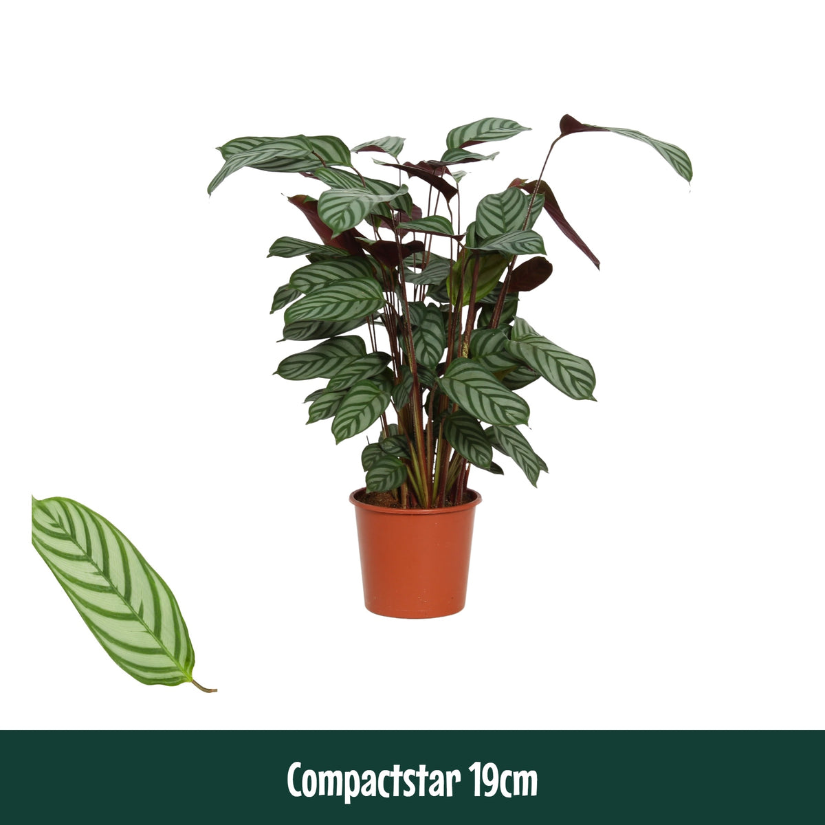 Ctenanthe Compactstar 80cm 19cm Pot