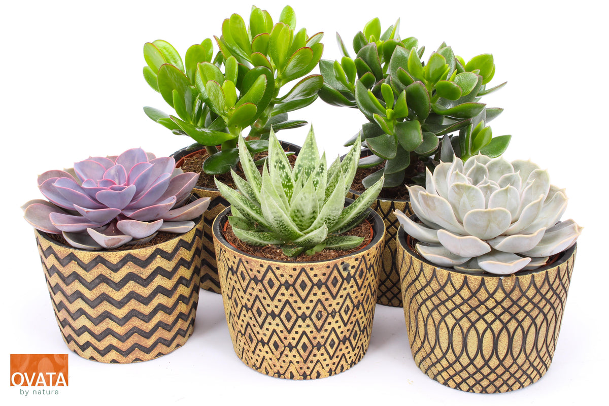 Succulent mix 14cm 14cm Pot