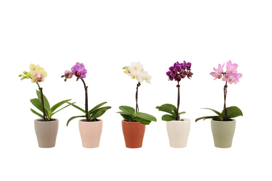 Phalaenopsis hybrid 17cm 6cm Pot
