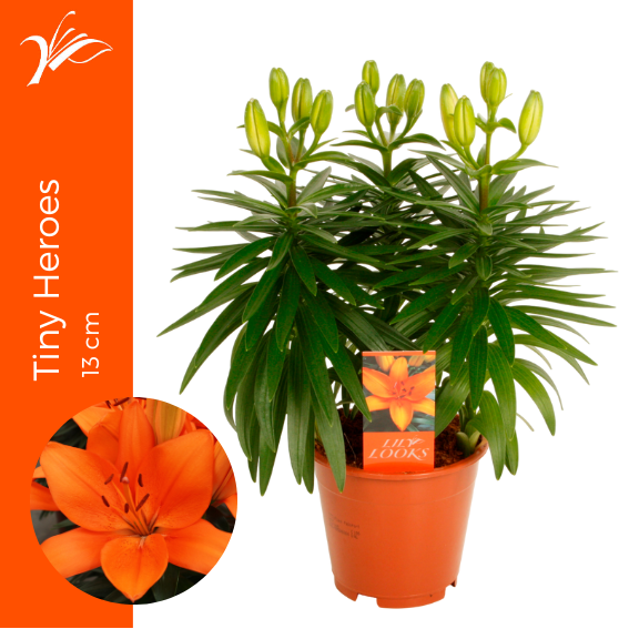 Lilium Tiny Heroes 38cm 13cm Pot