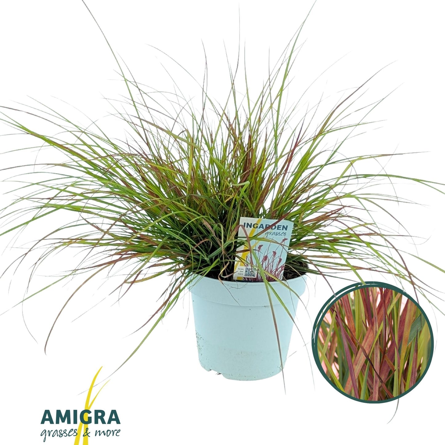 Pennisetum alo. Burgundy Bunny 50cm 17cm Pot