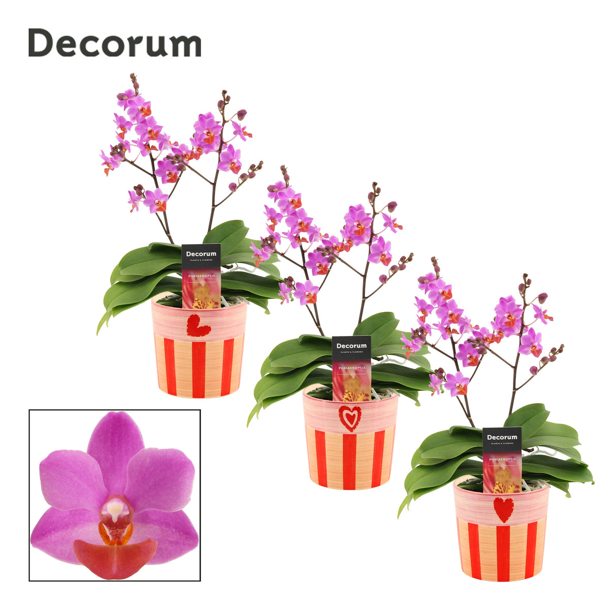 Phalaenopsis purple 30cm 12cm Pot