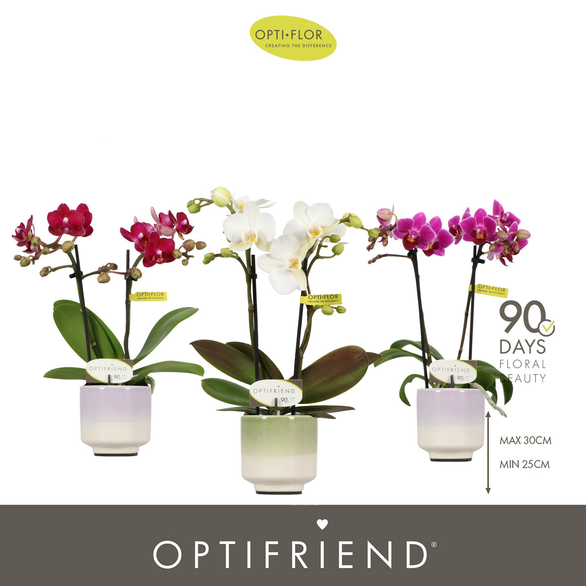 Phalaenopsis mix 25cm 7cm Pot