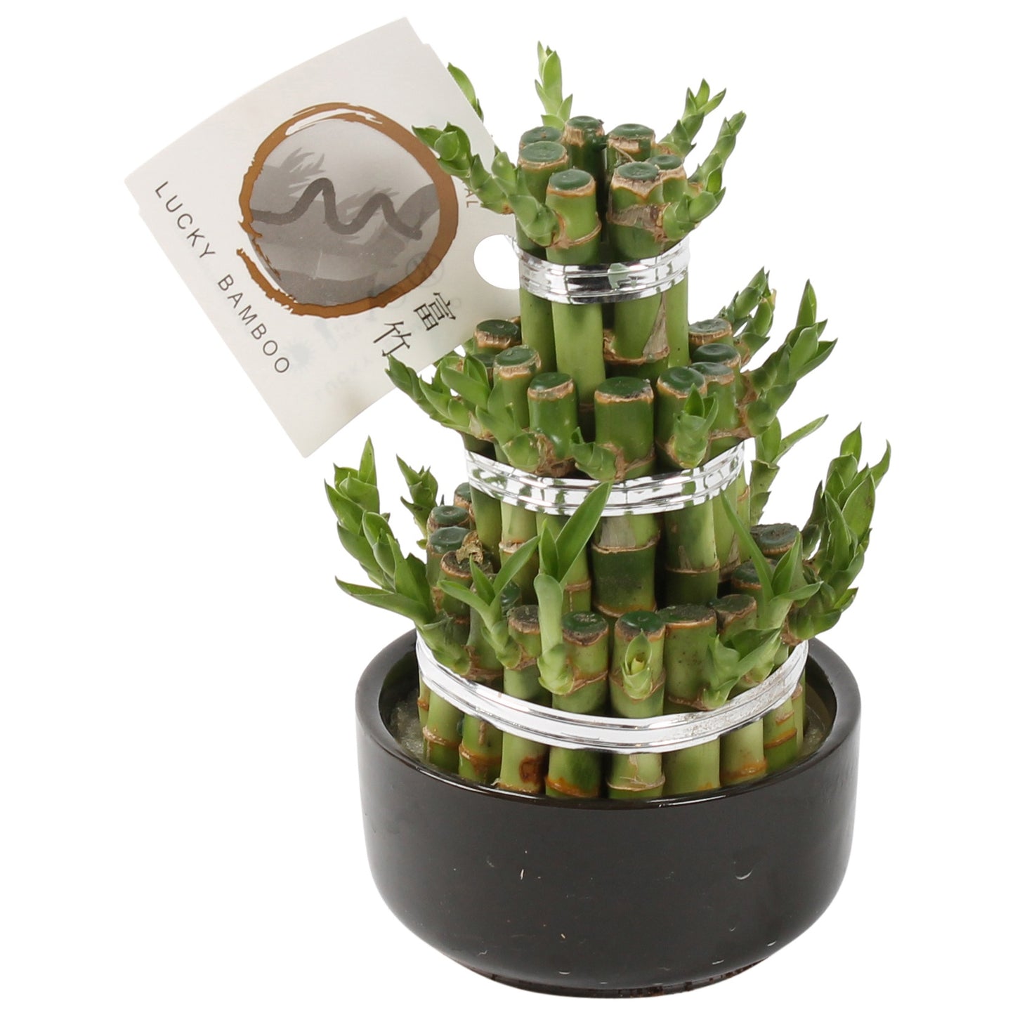 Drac. Lucky Bamboo 25cm 12cm Pot