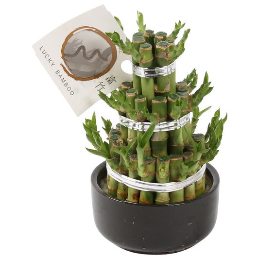 Drac. Lucky Bamboo 25cm 12cm Pot