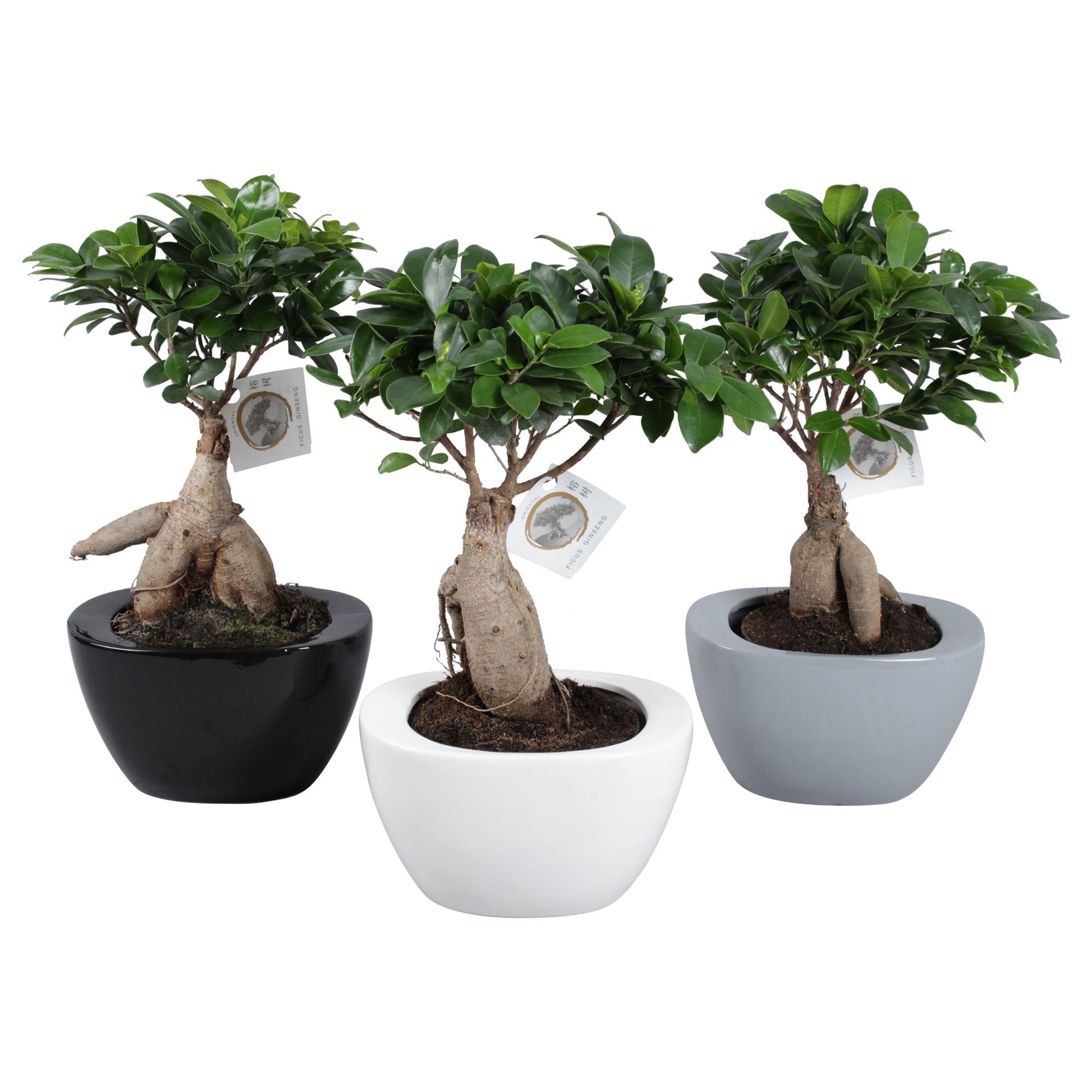 Ficus Ginseng 40cm 22cm Pot