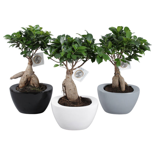 Ficus Ginseng 40cm 22cm Pot