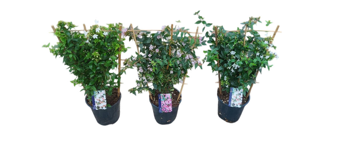 Original-plants BV Abelia grandiflora Pack of 6