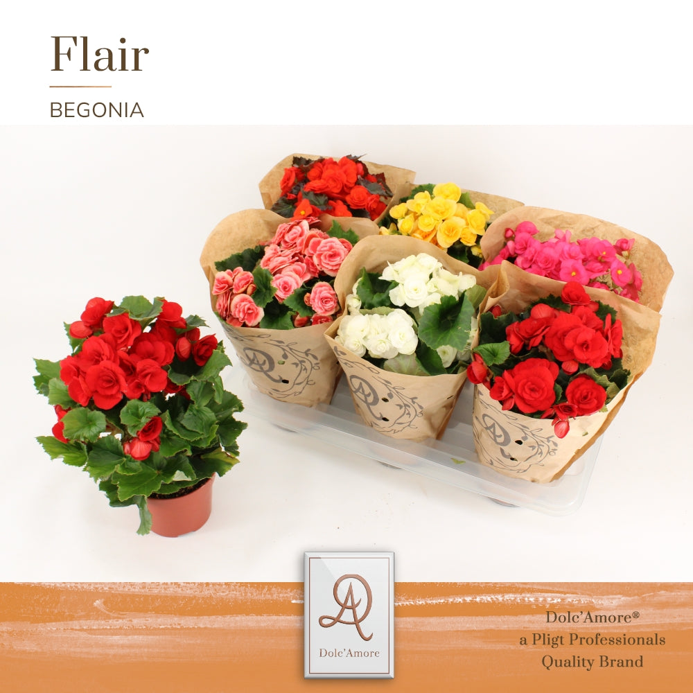 Begonia elatior  mix 31cm 14cm Pot