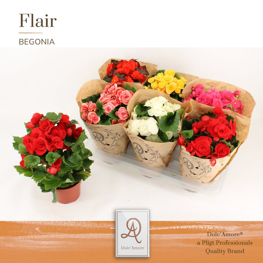 Begonia elatior  mix 31cm 14cm Pot